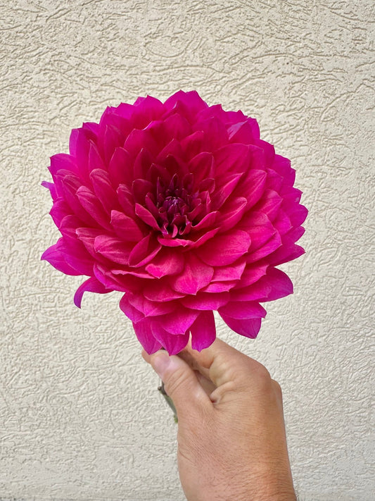 Sandia Nocturne dahlia tuber - Pedaling Petals