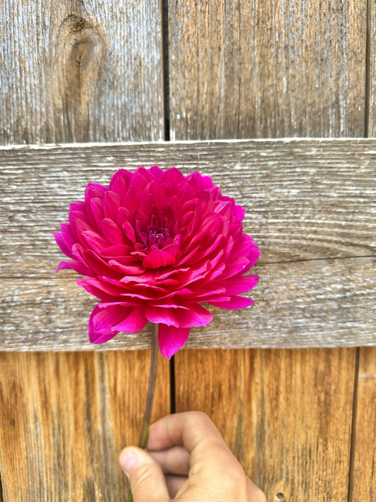 Sandia Nocturne dahlia tuber - Pedaling Petals