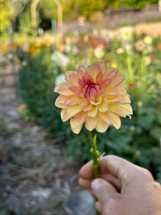 Sebastian dahlia - Pedaling Petals