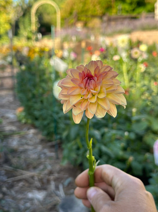 Sebastian dahlia - Pedaling Petals