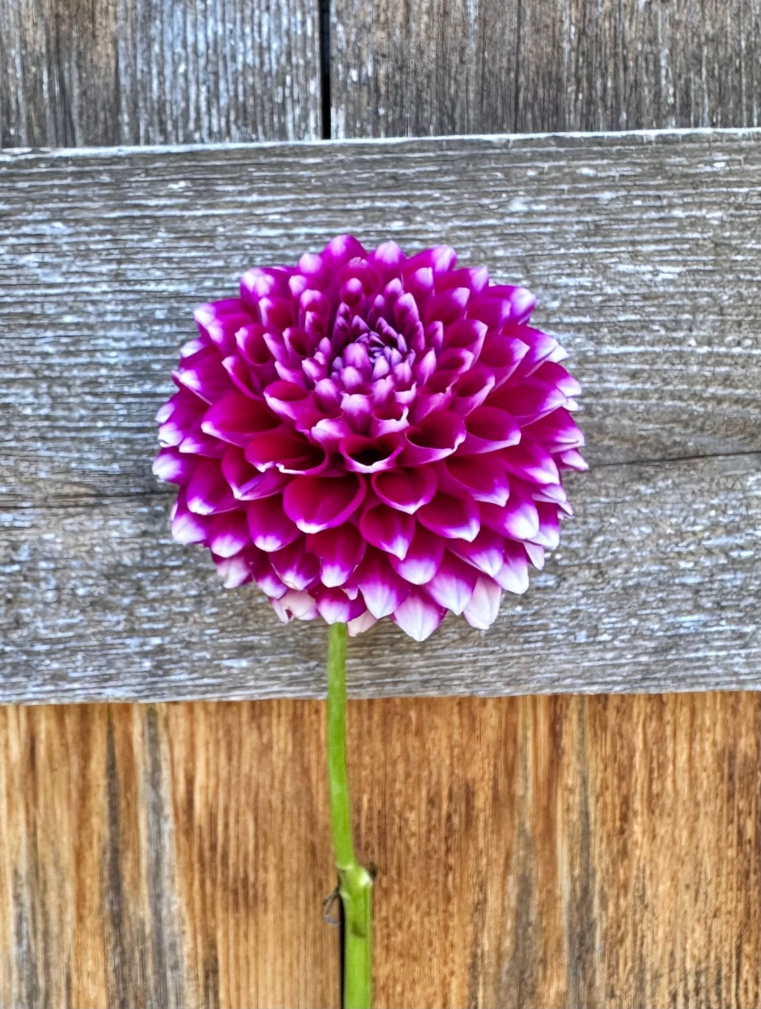 Sharky Dahlia tuber - Pedaling Petals