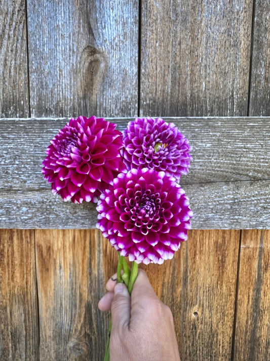 Sharky Dahlia tuber - Pedaling Petals
