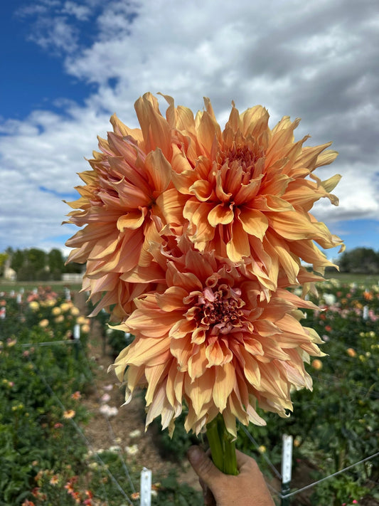 Sherwood’s Peach dahlia - Pedaling Petals