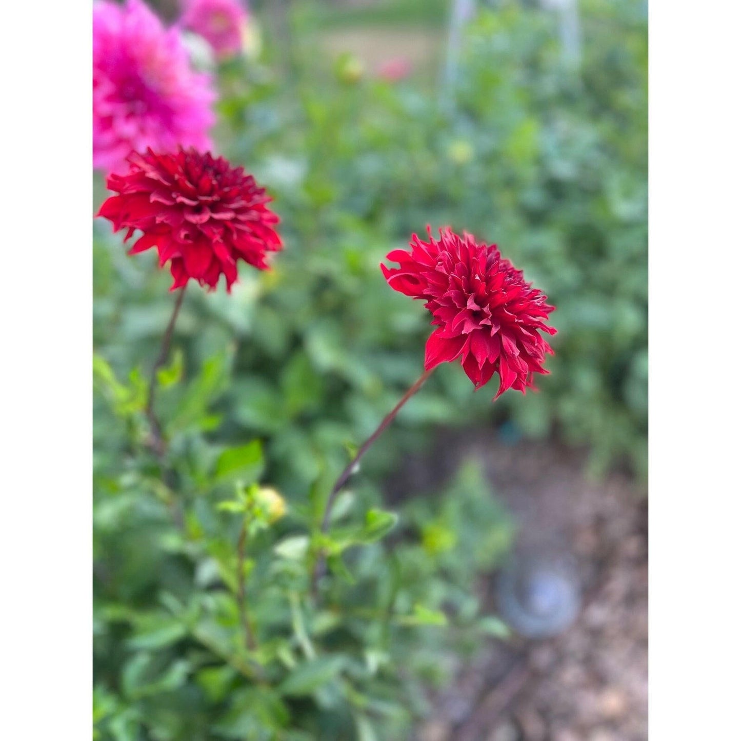 Skywalker Dahlia - Pedaling Petals