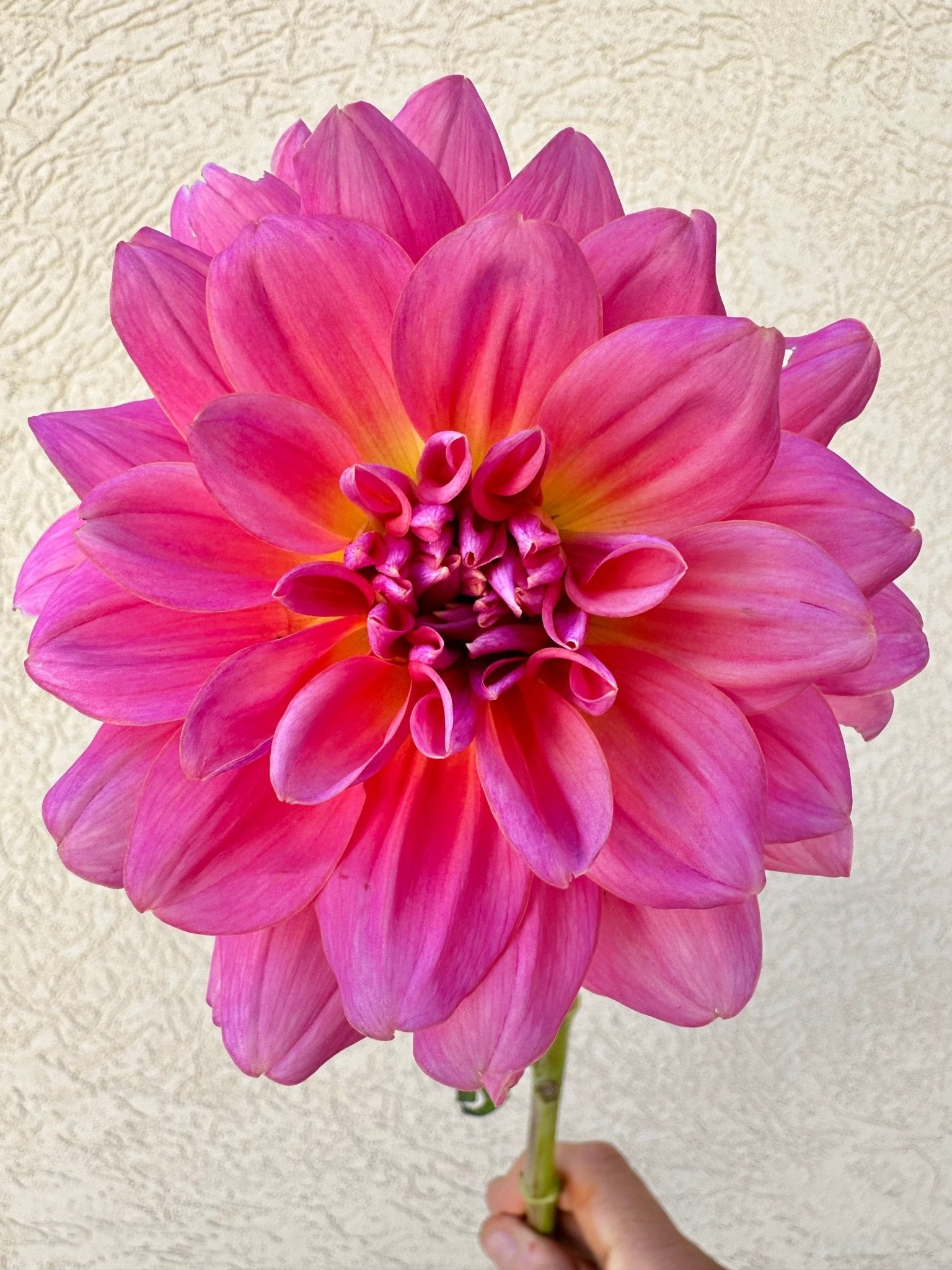 Southern Belle dahlia tuber - Pedaling Petals