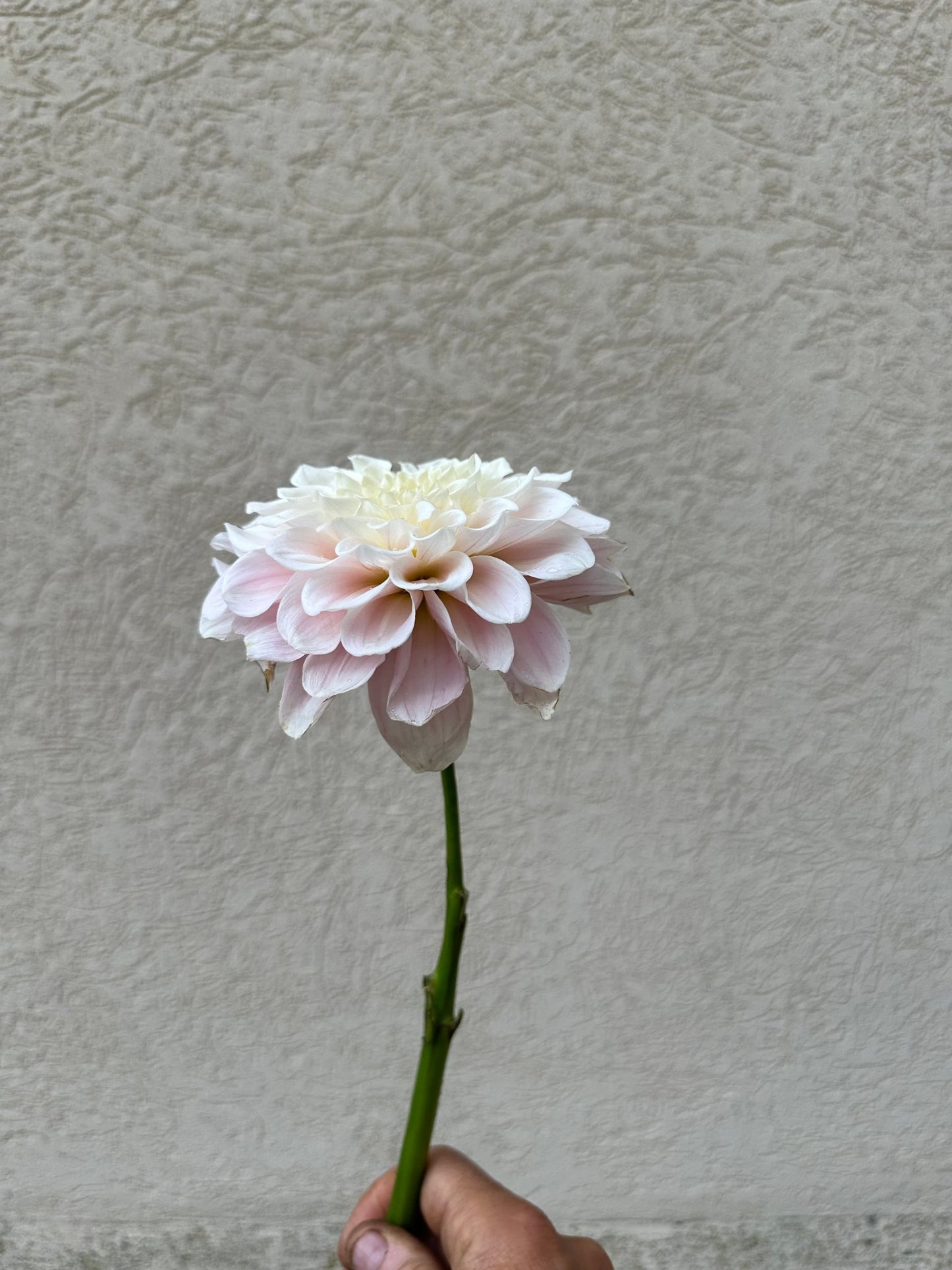 Sweet Nathalie dahlia - Pedaling Petals