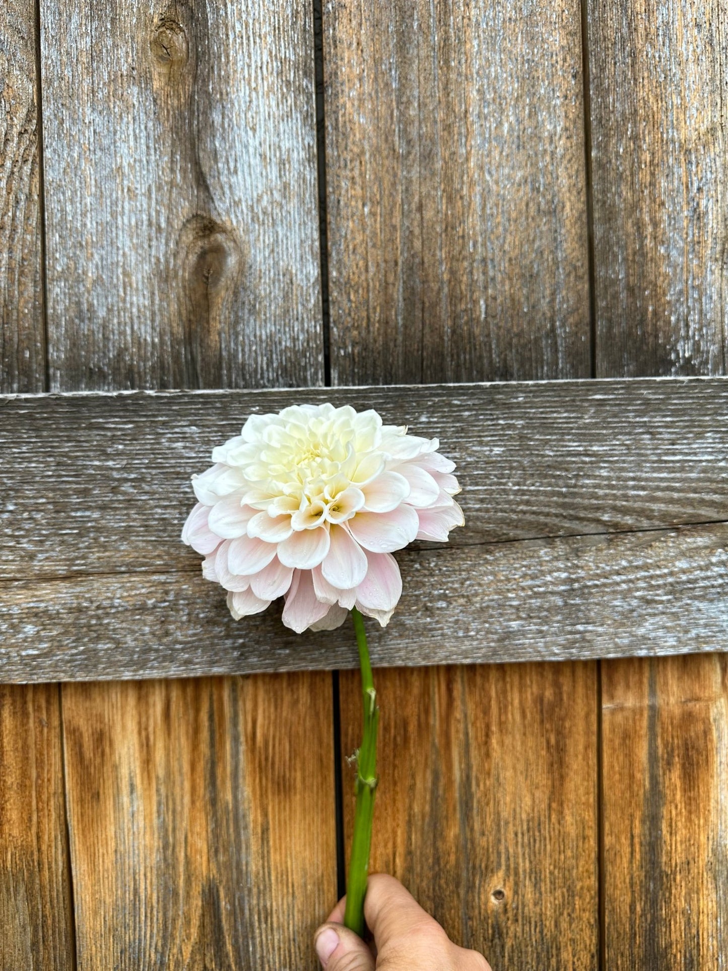 Sweet Nathalie dahlia - Pedaling Petals