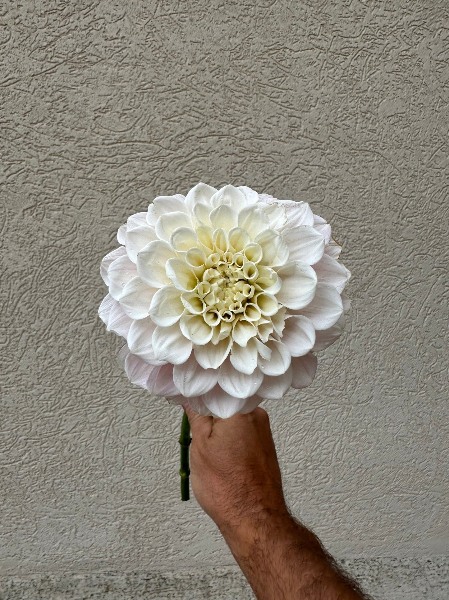 Sweet Nathalie dahlia - Pedaling Petals