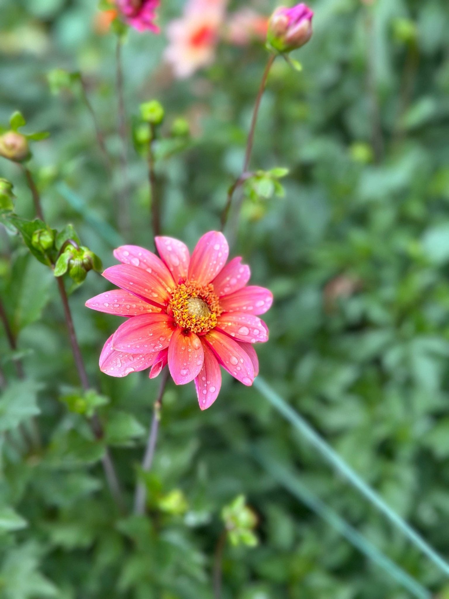 Totally Tangerine Dahlia - Pedaling Petals