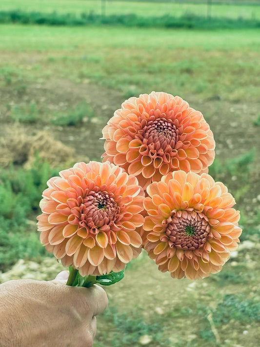 Valley Tawny peach dahlia bloom - Pedaling Petals