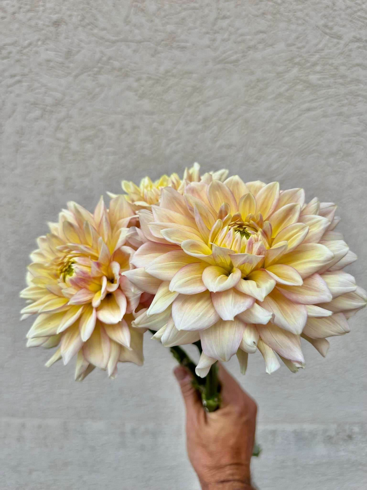 Wyn’s New Pastel dahlia - Pedaling Petals