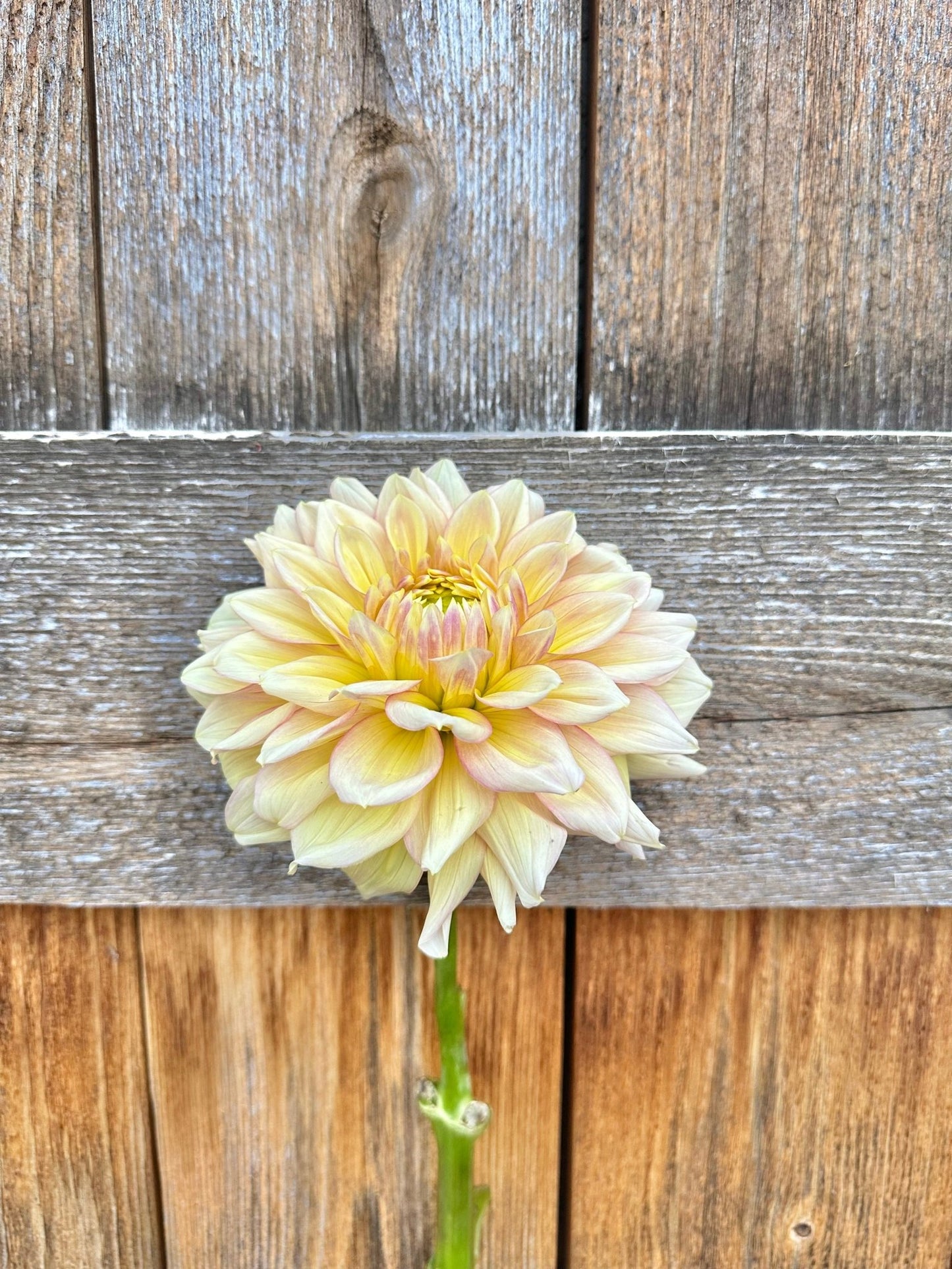 Wyn’s New Pastel dahlia - Pedaling Petals