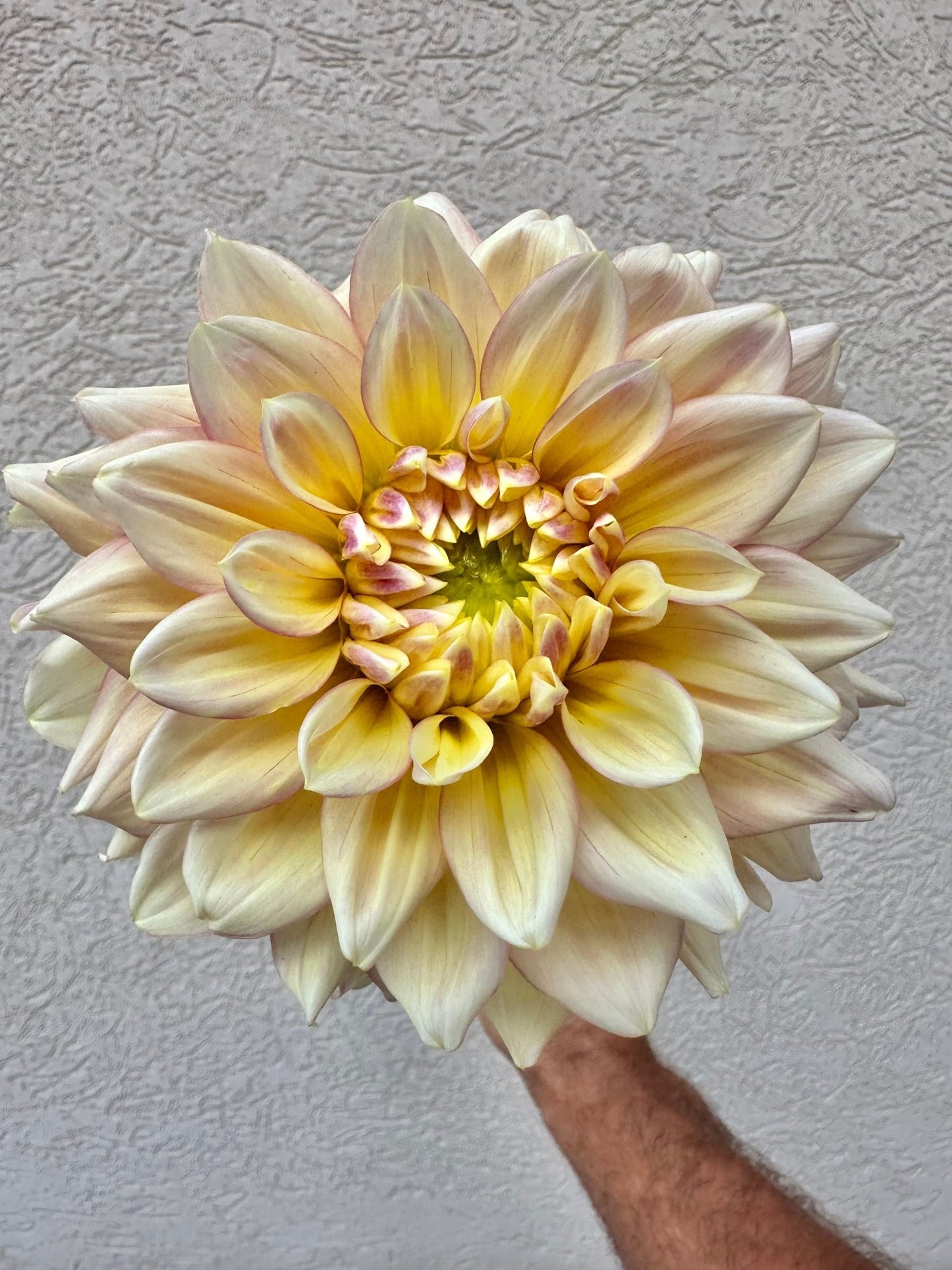 Wyn’s New Pastel dahlia - Pedaling Petals