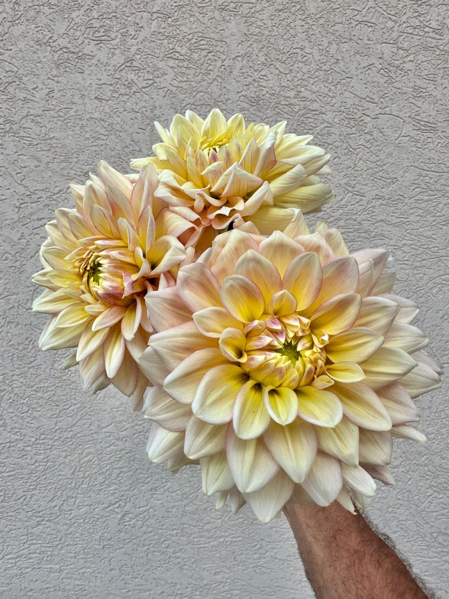 Wyn’s New Pastel dahlia - Pedaling Petals
