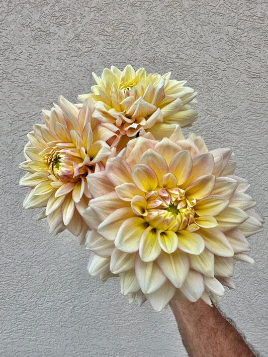 Wyn’s New Pastel dahlia - Pedaling Petals