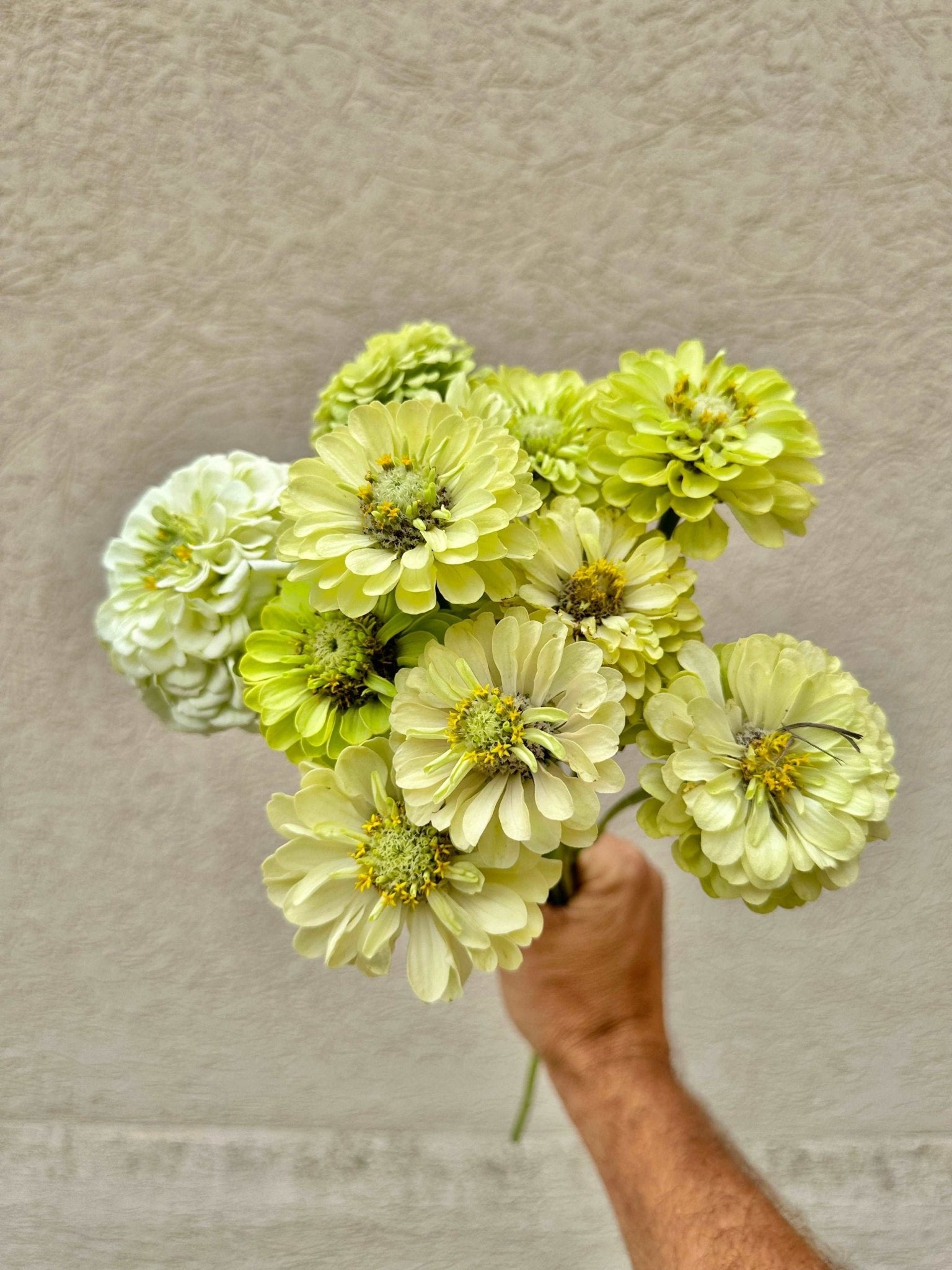 Zinnia flower bunch - Pedaling Petals